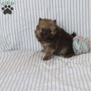 Oscar, Pomeranian Puppy